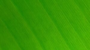 Zakaz haseł „neutralny klimatycznie”: co dyrektywa (UE) 2024/825 zmienia dla producentów i od kiedy w Polsce